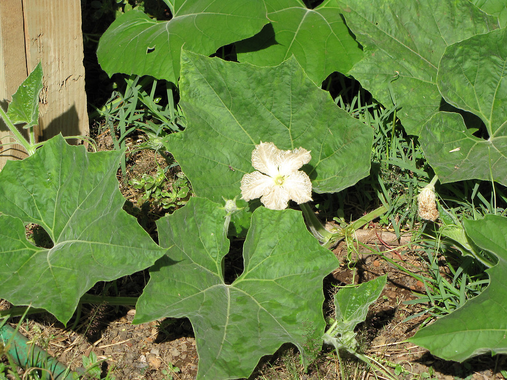 معرفی و راهنمای پرورش سبزی جات غیر برگی - کدو قلیانی